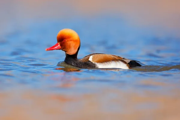 Red-crested Pochard donker water — Stockfoto