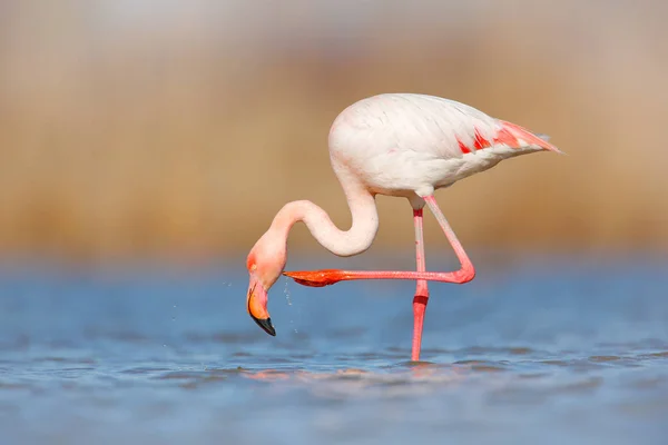 Flamingo putzt Gefieder — Stockfoto