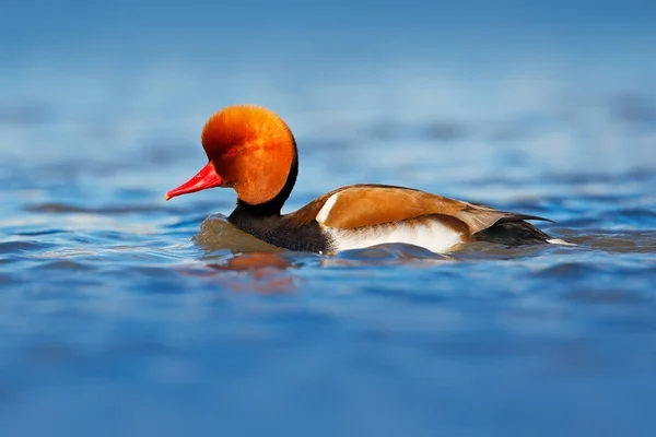 Rotschopfpochard dunkles Wasser — Stockfoto