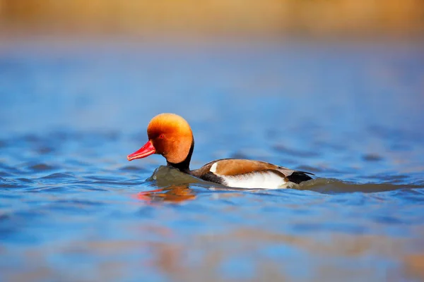 Pochard de cresta roja agua oscura — Foto de Stock