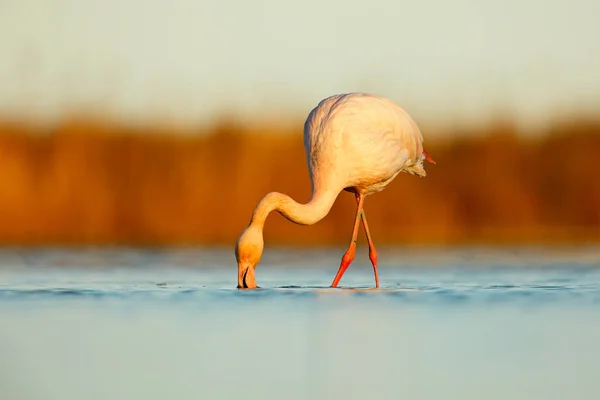 Big Greater Flamingo — Stock Photo, Image