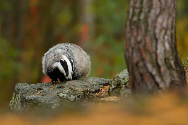 Tasso nella foresta, habitat naturale animale — Foto Stock