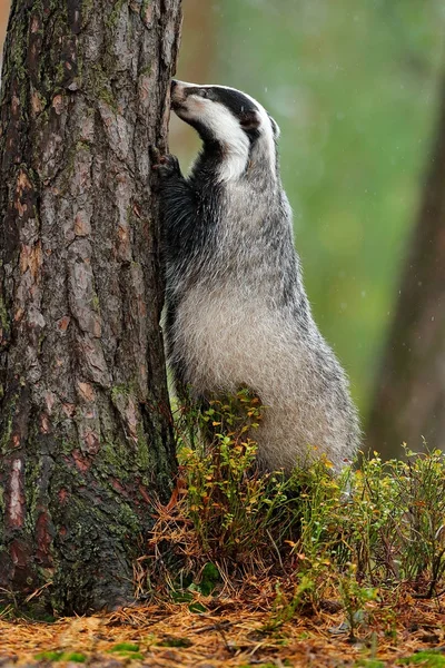 Badger in forest, animal nature habitat
