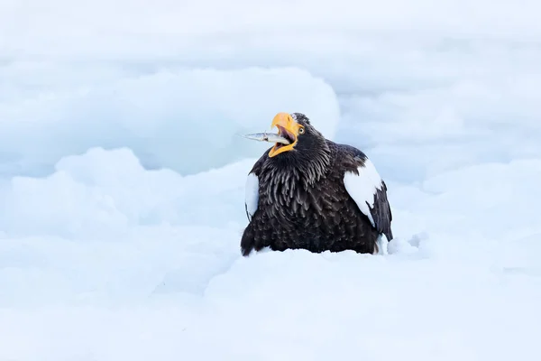 Stellers sea eagle på is — Stockfoto