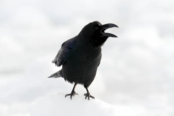 Pássaro preto na neve branca — Fotografia de Stock