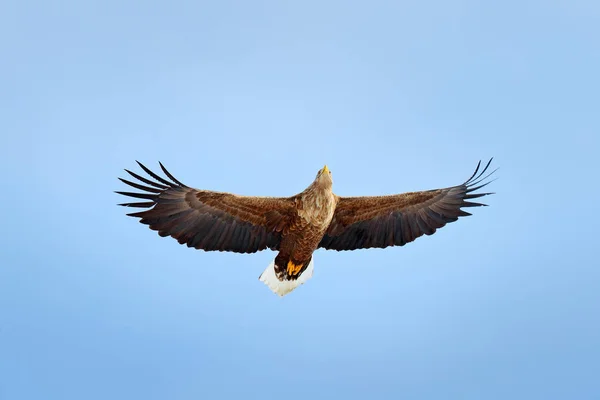 White-tailed eagle on sky — Stock Photo, Image