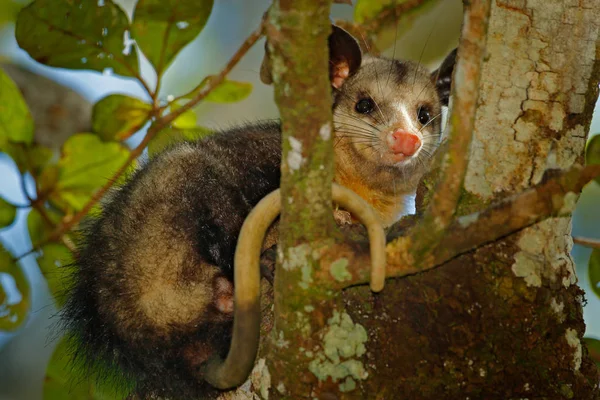 Opossum sitzt auf Baum — Stockfoto