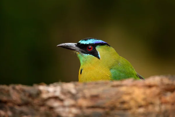 Blauw-gekroond motmots in tropic bos. — Stockfoto