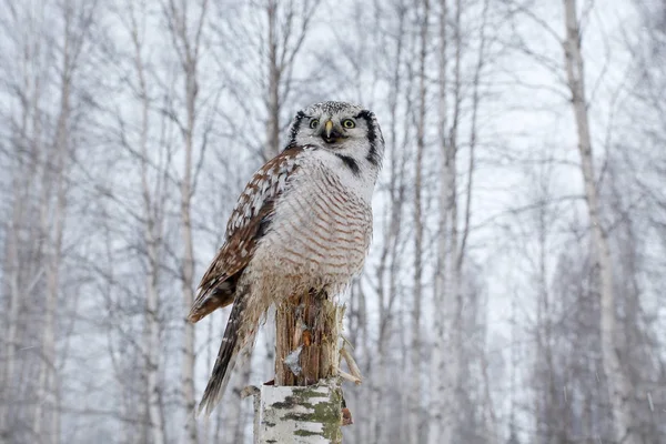 Snowy winter scene with owl — Stock Image Snowy winter scene with owl Stock Image