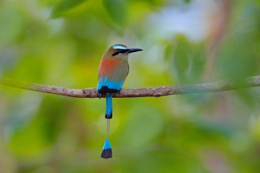 Turquise kaşlı Motmot, Eumomota superciliosa, güzel büyük kuş vahşi doğa, güzel renkli orman arka plan, sanat görünümü, Kosta Rika portresi. Güzel büyük kuş, vahşi doğa, tropic 