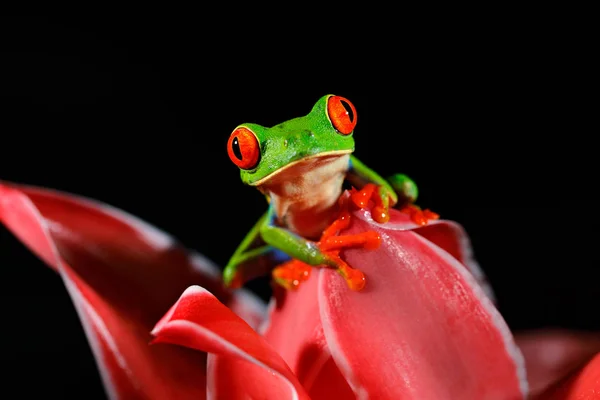 Zarudlé Oči Rosnička Listovnice Červenooká Zvíře Velké Červené Oči Prostředí — Stock fotografie