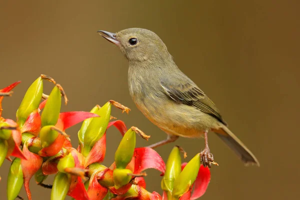 Flowerpiercer Brilhante Diglossa Lafresnayii Fêmea Pássaro Preto Com Bico Dobrado — Fotografia de Stock