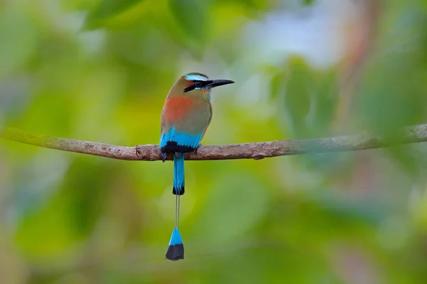 Γαλαζοπράσινα Browed Motmot Eumomota Superciliosa Πορτρέτο Της Ωραίο Μεγάλο Πουλί — Φωτογραφία Αρχείου