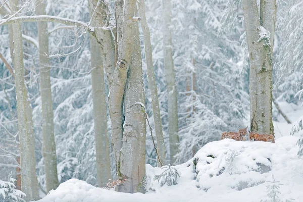 白雪中的两只红狐狸 美丽的橙色外套动物自然 欧洲野生动物 详细介绍尼斯狐狸的肖像 寒冷的冬天与橙色毛皮对狐狸 德国雪地牧场狩猎动物 — 图库照片