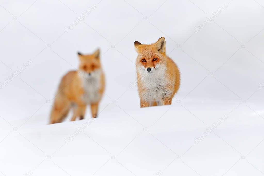 Two red fox in white snow. Beautiful orange coat animal nature. Wildlife Europe. Detail close-up portrait of nice fox. Cold winter with orange fur pair fox. Hunting animal in snowy meadow, Germany.