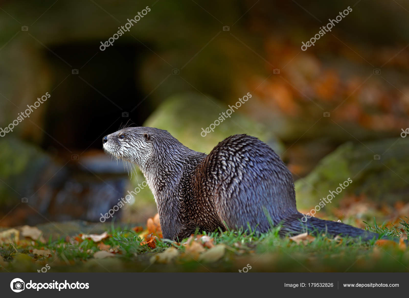 小爪水獺酣睡爽到翻肚！水族館揭「舉手仰臥」之謎, image size:1600x1167