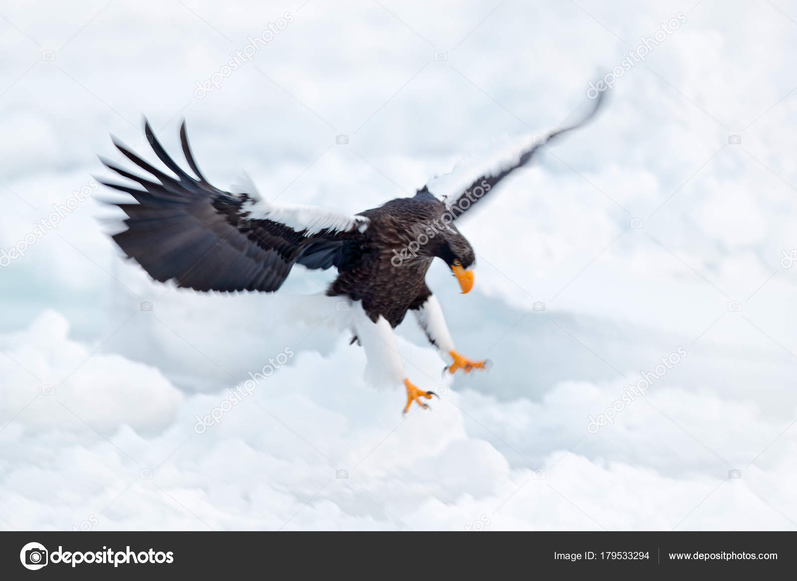 무료 사진: 부리, 머리, 독수리, 야생 동물, 새, 깃털, 자연, 동물, image size:1600x1167