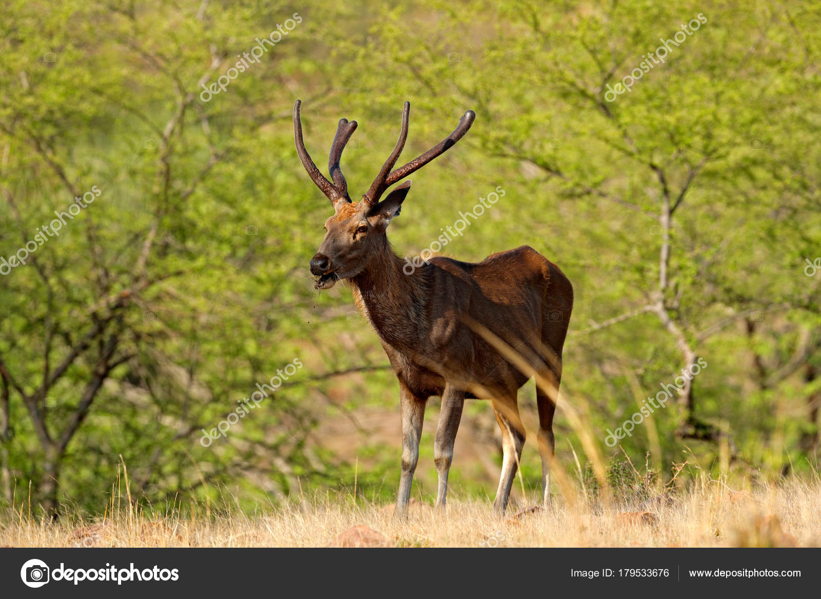 Sambar Deer Rusa Unicolor Large Animal Indian Subcontinent Rathambore India  Stock Photo by ©OndrejProsicky 179533676