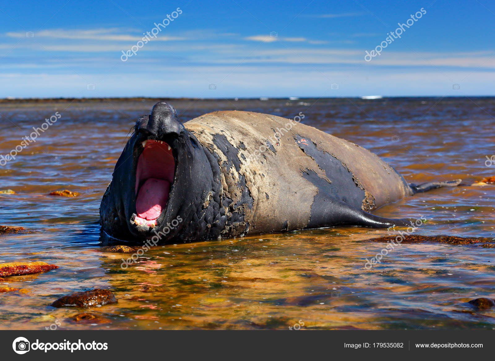 Sea Animal Water Elephant Seal Open Muzzle Big Ocean Animal Stock Photo by  ©OndrejProsicky 179535082