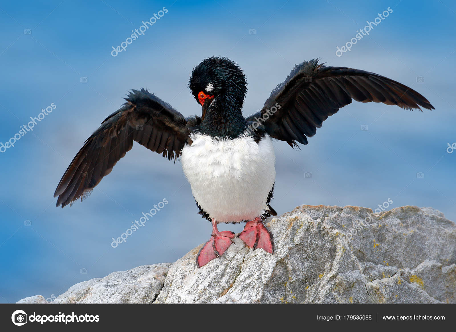 Nettoyage Plumage Des Oiseaux Ouvrir Aile Noire Yeux Rouges