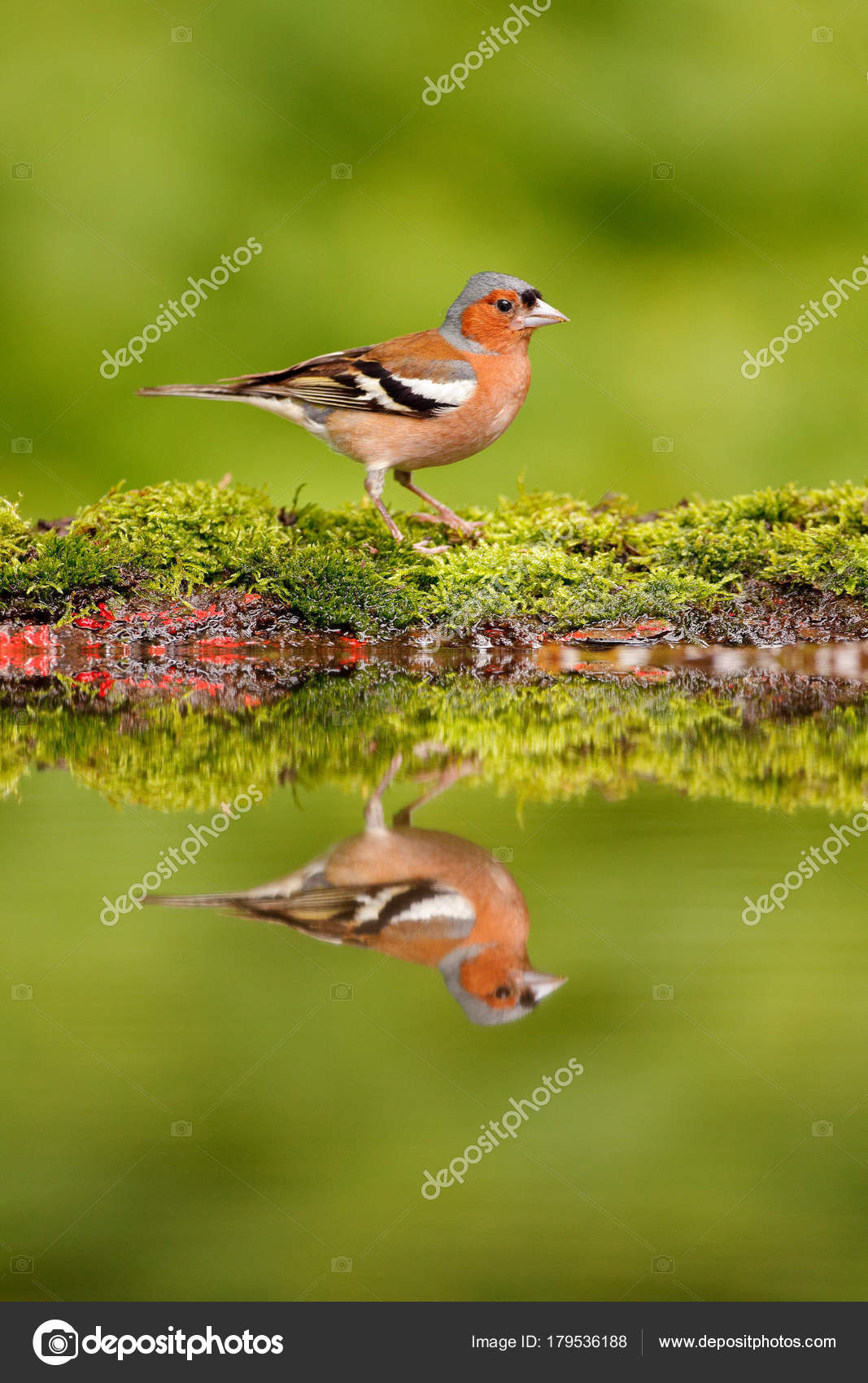 Pinson Des Arbres Fringilla Coelebs Songbird Orange Assis