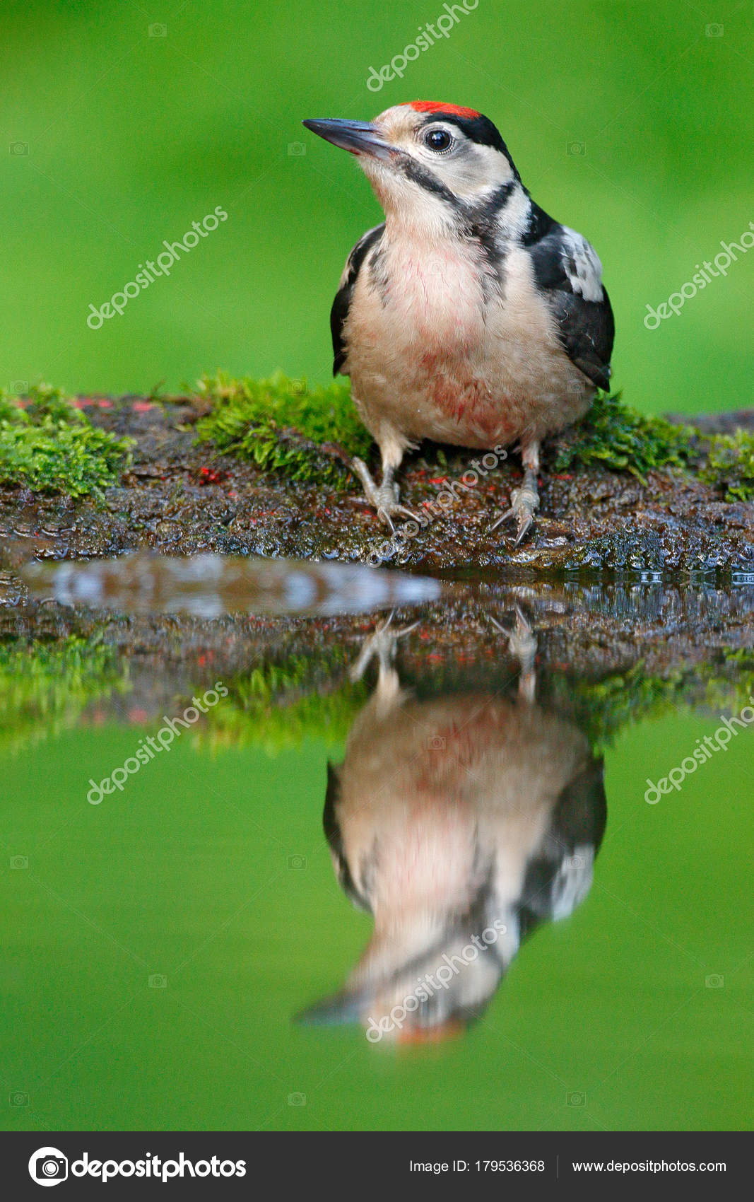 Petit Guide Des Oiseaux De Nouvelle Zélande Lepetitjournalcom