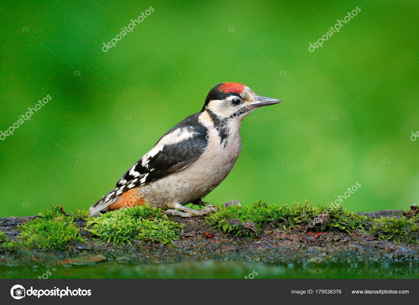 Pic épeiche Portrait Gros Détail Tête Oiseau Avec Animal Cap