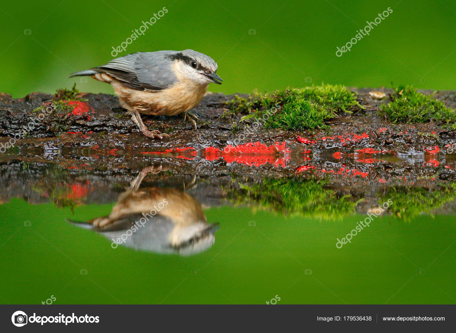 Евраан Нутхач Ситта Фазеа Красивая Желто Сине Серая Песня Сидящая.