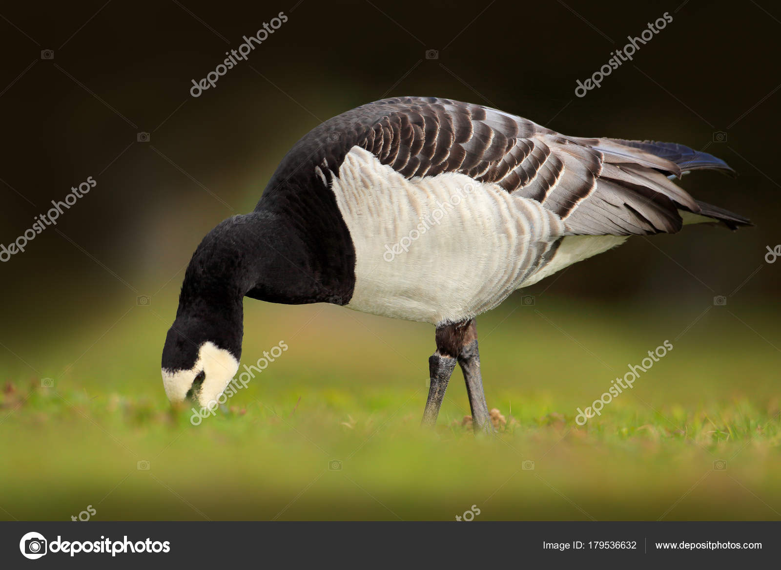 Noir Blanc Oiseaux Bernache Nonnette Branta Leucopsis France