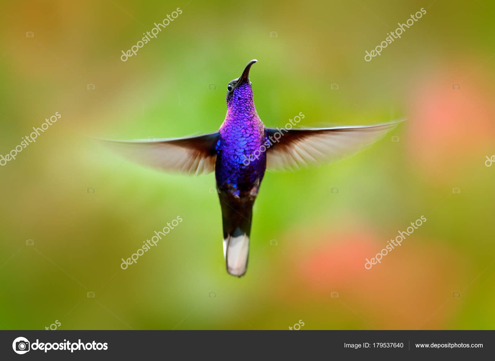 Flying Hummingbird Action Wildlife Scene Nature Hummingbird Costa Flying Hummingbird Action Wildlife Scene Nature Hummingbird Costa