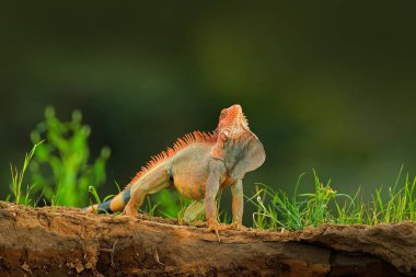 Yeşil iguana, Iguana iguana, turuncu ve yeşil büyük kertenkele koyu yeşil ormanın içinde portresi. Hayvan doğa tropic nehir Habitat, Carara Milli Parkı, Kosta Rika. Kertenkele uzun kuyruk ile.