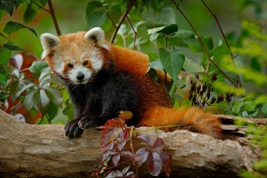Red panda ağaç üzerinde yeşil yaprakları ile yalan. Red panda bear, Ailurus fulgens, yaşam alanı. Ayrıntı yüz portre, Çin'den hayvan. Asya ormandaki yabani hayvanlar ve bitkiler sahne. Doğadan güzel Panda. 