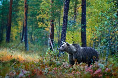 Bear hidden in yellow forest. Autumn trees with bear. Beautiful brown bear walking around lake with fall colours. Dangerous animal in nature wood, meadow habitat. Wildlife habitat from Finland. clipart
