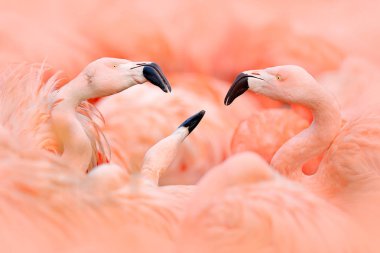 Flaningo mücadele. Su, doğa ortamında hayvan Küba, Caribbean dans Amerikan flamingo, Phoenicopterus rubernice, pembe büyük kuş. Doğadan yaban hayatı sahne. Kuşlar sürüsü.