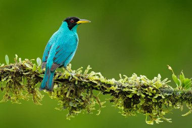Yeşil Honeycreeper, Chlorophanes spiza, egzotik tropik malakit yeşil ve mavi formu Kosta Rika kuş. Tropik ormandaki tanager. Yakın çekim ortamlarında güzel hayvan portresi. Güzel kuş detay. 