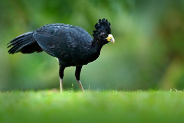 Curassow, çıplak yüzlü Crax fasciolata, doğa ortamlarında Kosta Rika Sarı gagalı koca siyah kuş. Tropik ormandaki yabani hayvanlar ve bitkiler sahne. Yeşil çimen, tropic doğa siyah kuş. Orman kuş.