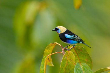 Tanager, altın başlıklı Tangara larvata, Kosta Rika dan altın kafa ile egzotik tropik mavi kuş. Kuş ile ormandaki yeşil yosun sopa. Doğadan yaban hayatı sahne. Yeşil dal üzerinde oturan tanager. 