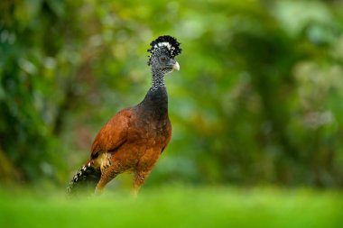 Curassow, çıplak yüzlü Crax fasciolata, doğa ortamlarında Kosta Rika Sarı gagalı koca siyah kuş. Tropik ormandaki yabani hayvanlar ve bitkiler sahne. Yeşil çimen, tropic doğa kahverengi kuş. Orman erkek.