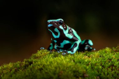 Amazon tropik ormanı Kosta Rika 'dan zehirli kurbağa. Yeşil Kara Zehirli Dart Kurbağası, Dendrobates Auratus, doğal ortamında. Güney Amerika 'daki tropik ormandan gelen güzel bir kurbağa. Hayvan Amazon. 