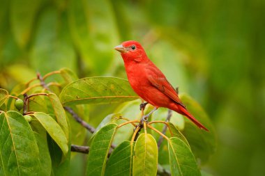 Yaz Tanager, Piranga rubra, doğa ortamlarında kırmızı kuş. Yeşil palmiye ağacı üzerinde oturan tanager. Kosta Rika kuş gözlem. Yaban hayatı sahne doğadan, Laguna de Lagarta Lodge, Kosta Rika.