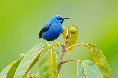 Honeycreeper, Cyanerpes lucidus, sarı bacak, Panama ile egzotik tropik mavi tanager parlayan. Mavi songbird doğa ortamlarında. Güzel mavi egzotik tropik mavi kuş ile sarı bacak, Kosta Rika.