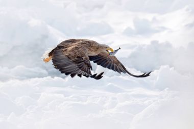 Flight White-tailed eagle, Haliaeetus albicilla, Hokkaido, Japan. Action wildlife scene with ice. Eagle in fly. Eagle fight with fish. Winter scene with bird of prey. Big eagles, snow sea.  clipart