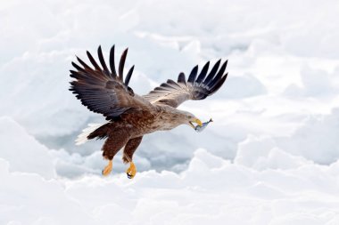 Ak kuyruklu Kartal, Haliaeetus albicilla, Hokkaido, Japonya uçuş. Buz ile eylem yaban hayatı sahne. Sinek kartal. Balık ile mücadele kartal. Yırtıcı Kuş ile kış sahne. Büyük Kartallar, kar deniz. 