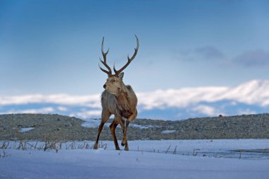 Hokkaido sika geyiği, kar çayırda Cervus nippon yesoensis dağlar kış ve arka planda orman. Hayvan ile boynuz doğa ortamlarında, kış sahne, Hokkaido, yabani hayvanlar ve bitkiler doğa, Japonya.