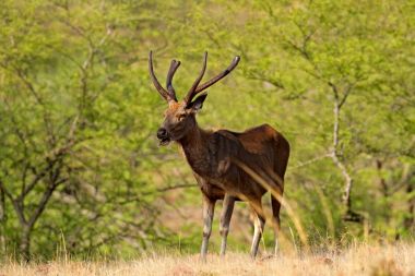 Sambar geyiği, Rusa tek renkli, büyük hayvan, Hint medeniyetlerinin, Rathambore, Hindistan. Geyik, doğa yaşam alanı. Feryat görkemli güçlü yetişkin hayvan kuru orman, büyük hayvan, Asya. Hindistan yaban hayatı. 