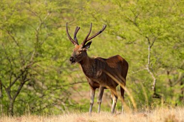 Sambar deer, Rusa unicolor, large animal, Indian subcontinent, Rathambore, India. Deer, nature habitat. Bellow majestic powerful adult animal in dry forest, big animal, Asia. India wildlife.  clipart