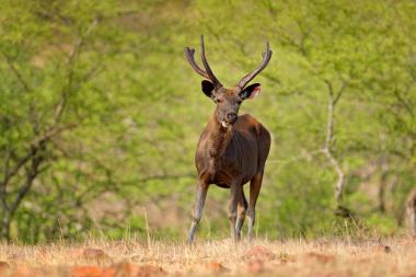 Sambar geyiği, Rusa tek renkli, büyük hayvan, Hint medeniyetlerinin, Rathambore, Hindistan. Geyik, doğa yaşam alanı. Feryat görkemli güçlü yetişkin hayvan kuru orman, büyük hayvan, Asya. Hindistan yaban hayatı. 