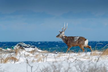 Hokkaido sika geyiği, kar çayırda Cervus nippon yesoensis deniz dalgaları arka planda ile mavi. Hayvan ile boynuz doğa ortamlarında, kış sahne, Hokkaido, yabani hayvanlar ve bitkiler doğa, Japonya.