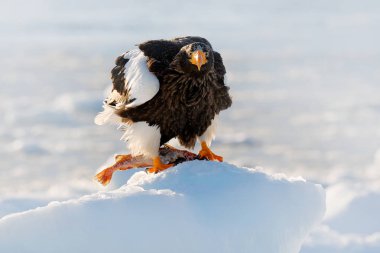 Kış Japonya kar ile. Güzel Steller'ın deniz Kartal, Haliaeetus pelagicus, beyaz kar, Hokkaido, Japonya ile catch balık ile kuş. Yaban hayatı eylem davranış sahne doğadan. Buz üstünde kartal.