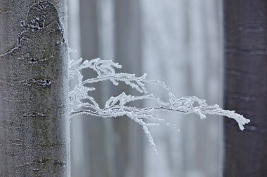 Orman, ağaç in Rime'ı ile kışın. Ağaç üzerinde buz ile soğuk kış beyazlatmak Avrupa'da, Almanya. Kış ahşap, beyaz orman manzara. İn Rime'ı ve kar ile küçük dal.